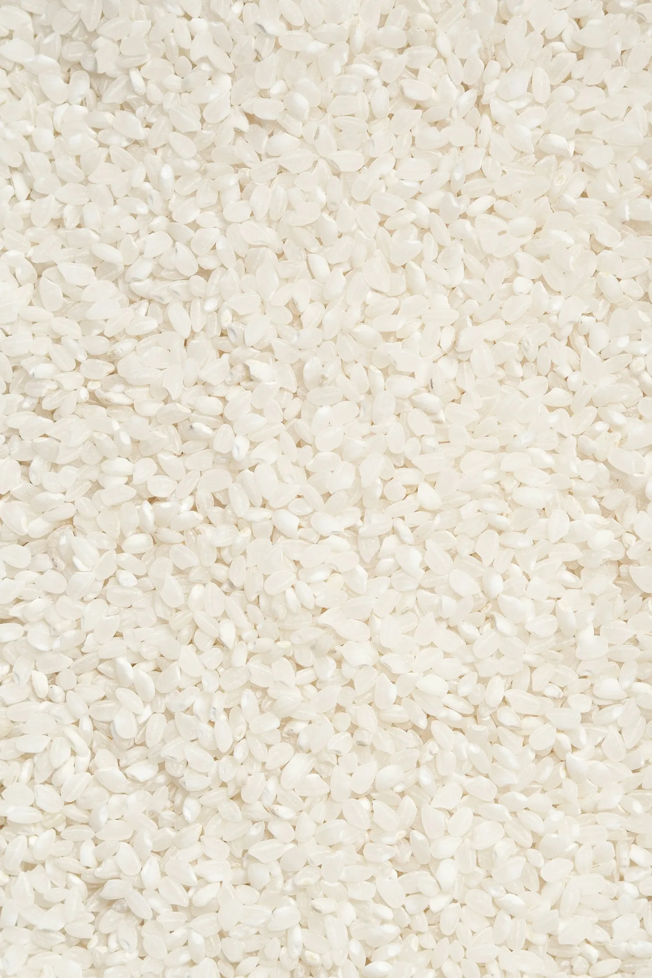 Grains de riz blanc