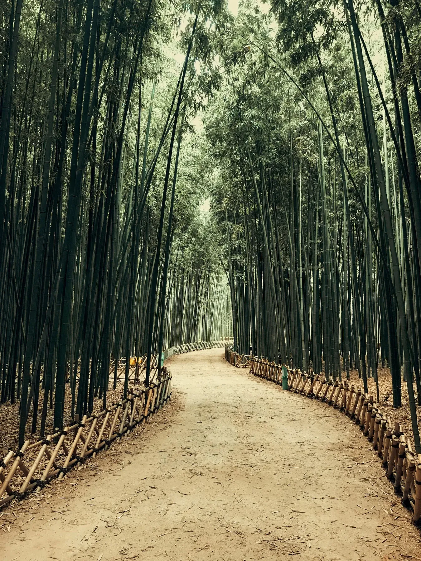 Allée bordée de bambous géants