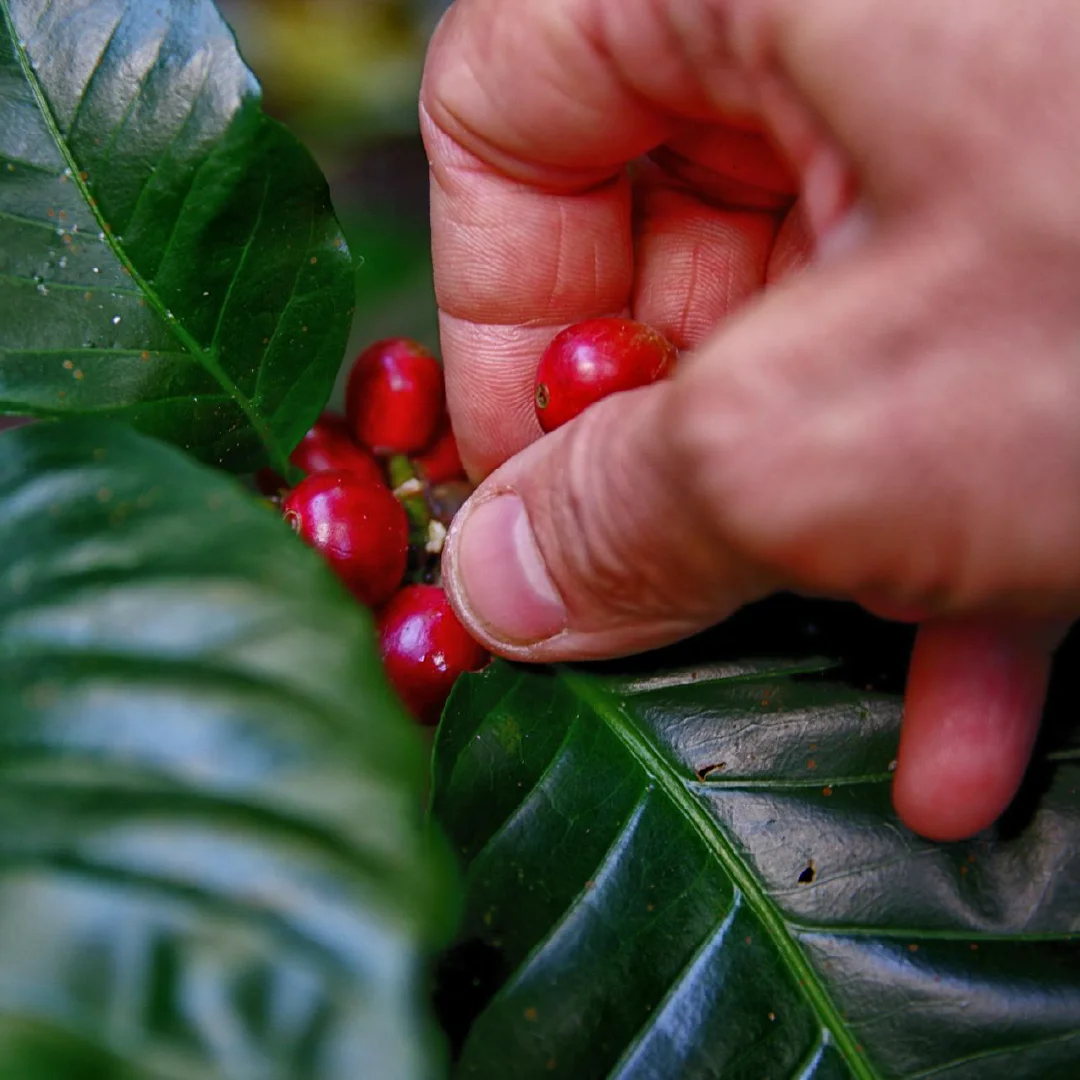 La cueillette des cerises de café